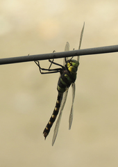 Anax immaculifrons