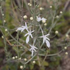Teucrium racemosum