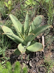 Aloe simii