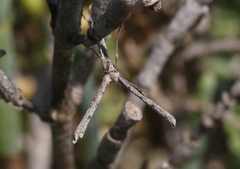 Agdistis americana