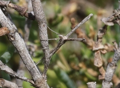 Agdistis americana