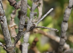Agdistis americana