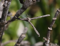 Agdistis americana