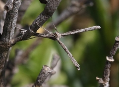 Agdistis americana