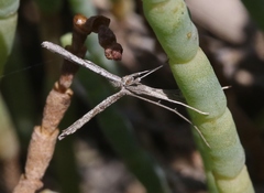 Agdistis americana