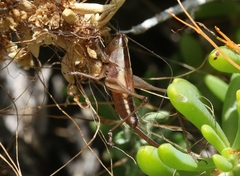 Conocephalus spinosus
