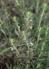 Teucrium africanum