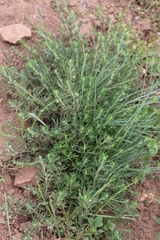 Teucrium africanum