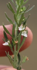 Teucrium africanum