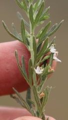 Teucrium africanum