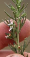 Teucrium africanum