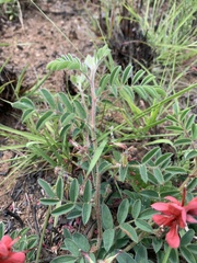 Indigofera sanguinea