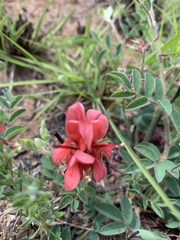 Indigofera sanguinea