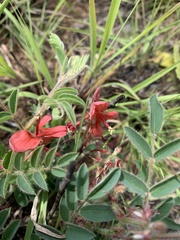 Indigofera sanguinea
