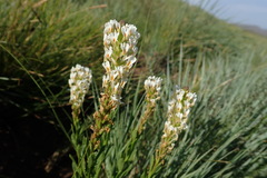 Hebenstretia comosa