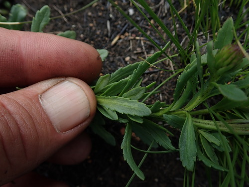 Image of Hebenstretia comosa by no rights reserved