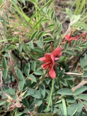Indigofera sanguinea