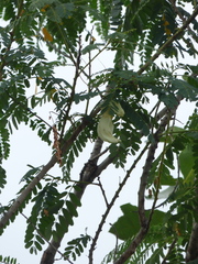 Sesbania grandiflora