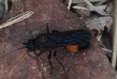 Dasymutilla nigripes