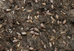 Armadilloniscus lindahli