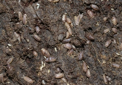 Armadilloniscus lindahli