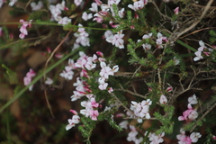 Aspalathus submissa
