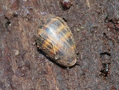 Melampus olivaceus