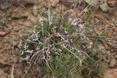 Aspalathus submissa