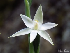Thelymitra brevifolia