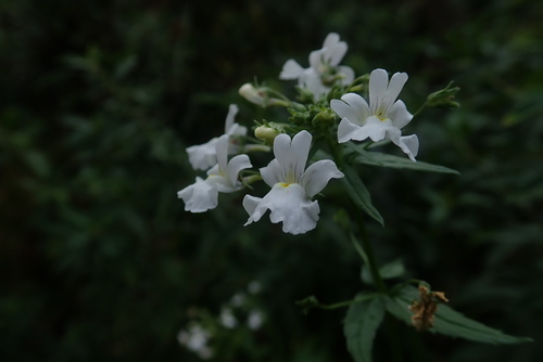 Image of Nemesia Albiflora (Nemesia albiflora) by no rights reserved