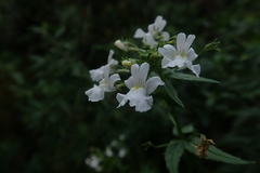 Nemesia albiflora