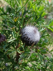 Isopogon dubius