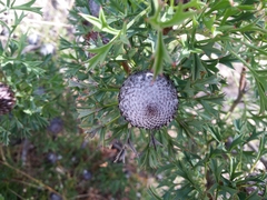 Isopogon dubius