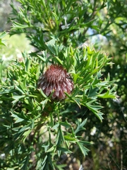 Isopogon dubius