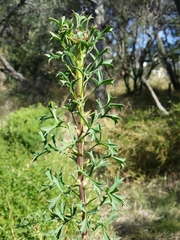 Isopogon dubius