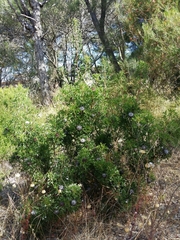 Isopogon dubius