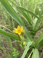 Hypoxis galpinii