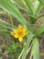 Hypoxis galpinii