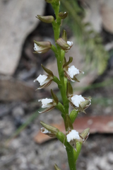 Prasophyllum brevilabre