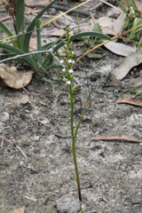 Prasophyllum brevilabre