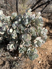 Crassula arborescens
