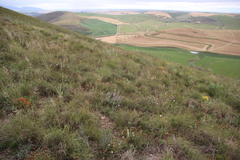 Lobostemon argenteus