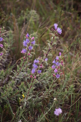 Lobostemon argenteus