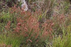 Erica setacea