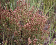 Erica setacea