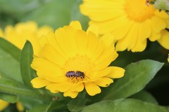 Lipotriches australica