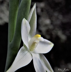 Thelymitra brevifolia