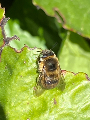 Anthophora quadrimaculata