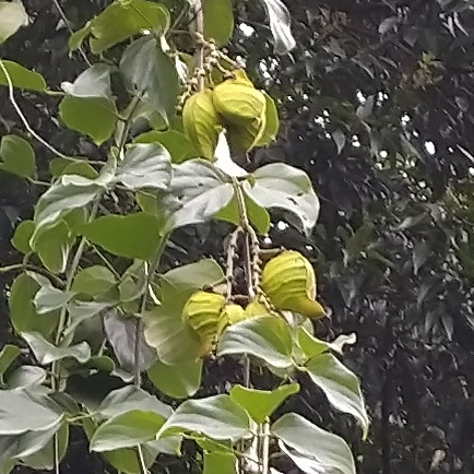 Mucuna bennettii, photograph 6