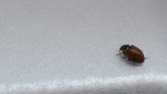 Hippodamia variegata